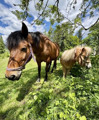 Two horses, one large and one pony, in the grassy area.