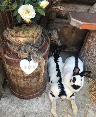 rabbits