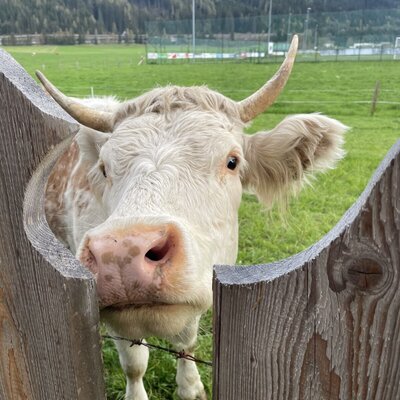 A cow peers through a wooden fence at the Farm House.
