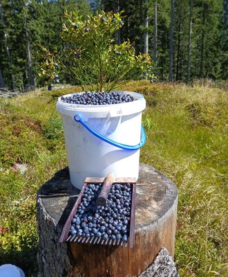 Harvested blueberries in a bucket and a rake on a tree stump, surrounded by blueberry bushes and forest, as part of the nature experience at the farmhouse.