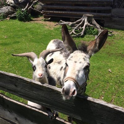 A donkey and a goat peering over a wooden fence at the Farm House.