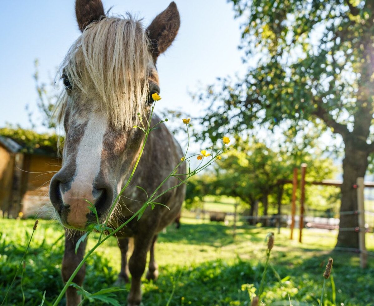 A horse grazing in the meadow at the farmhouse.