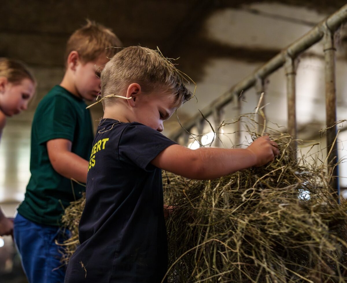 Children feeding animals with hay in the farmhouse barn.