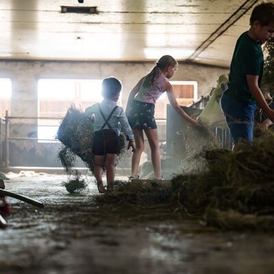 Children feeding cows in the farmhouse barn.