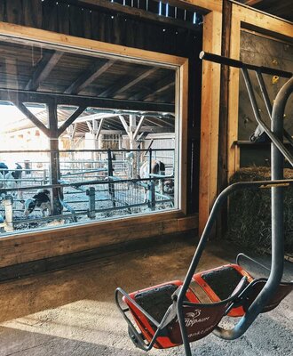 View through a window into the farmhouse barn with calves, with a swing in the foreground.