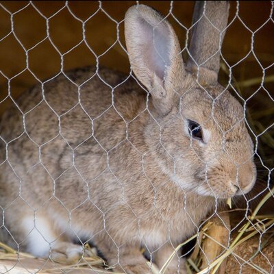 Petting rabbits