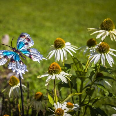 The Farm House garden features a decorative butterfly stake among white coneflowers.