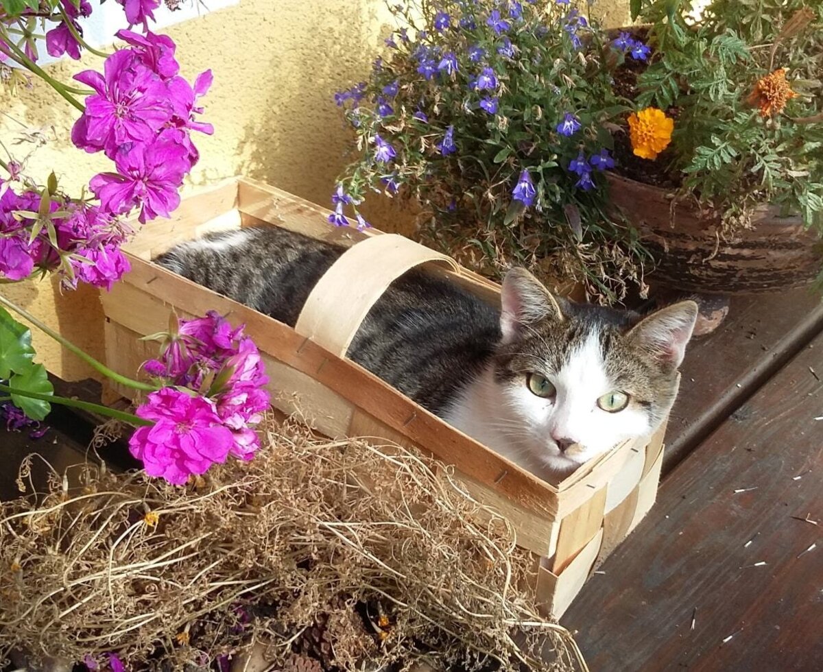Cat Willi