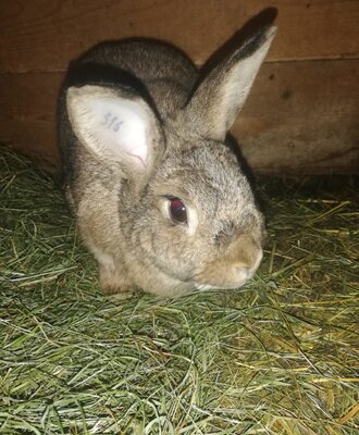 A rabbit on hay, which guests can pet at the Farm House.