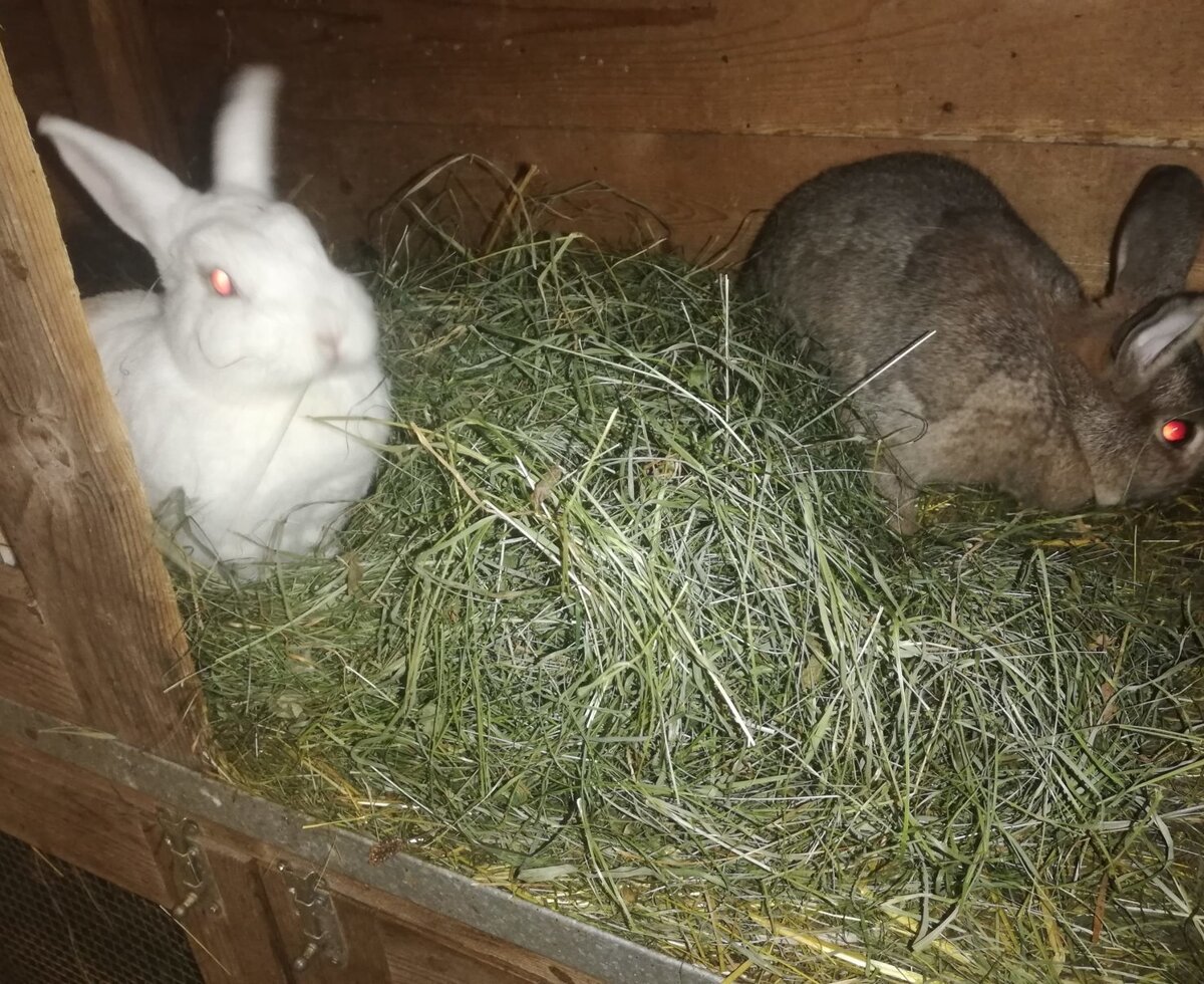 Two rabbits in their hutch with hay, part of the petting animals available at the Farm House.