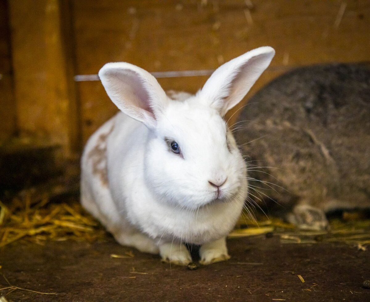 A white rabbit for guests to pet and feed at the farm house.