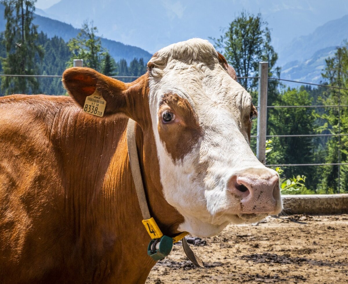 A cow with an ear tag and collar on the Farm House property, part of the animals guests can feed and pet.