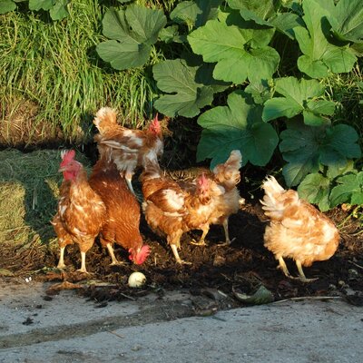 Hens