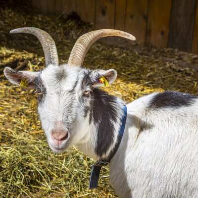 Goat