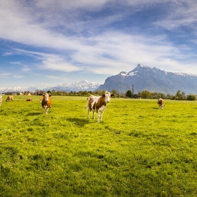 Cows graze peacefully in a lush green pasture at our Bed and Breakfast, with stunning mountain views in the background.