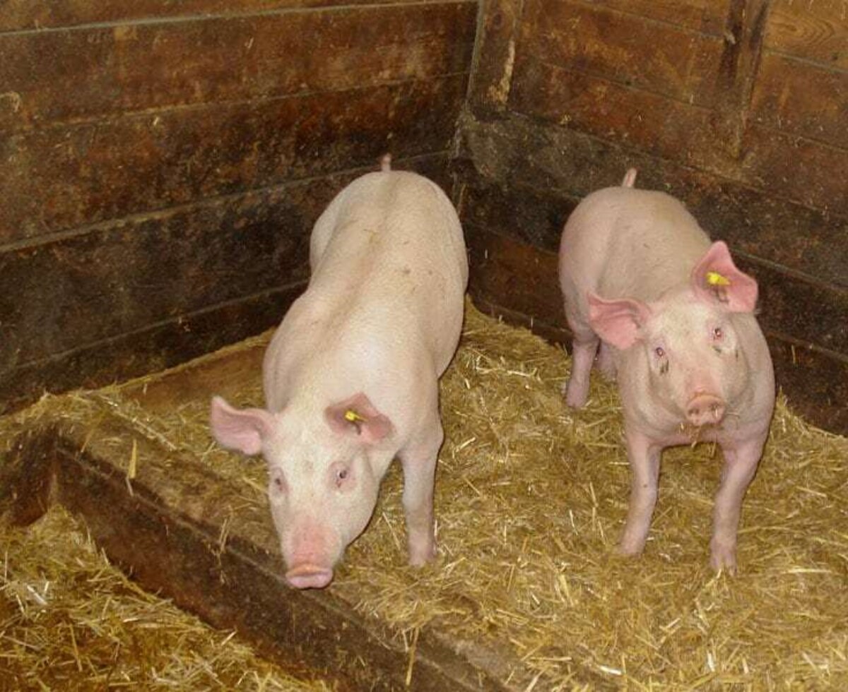 Pigs