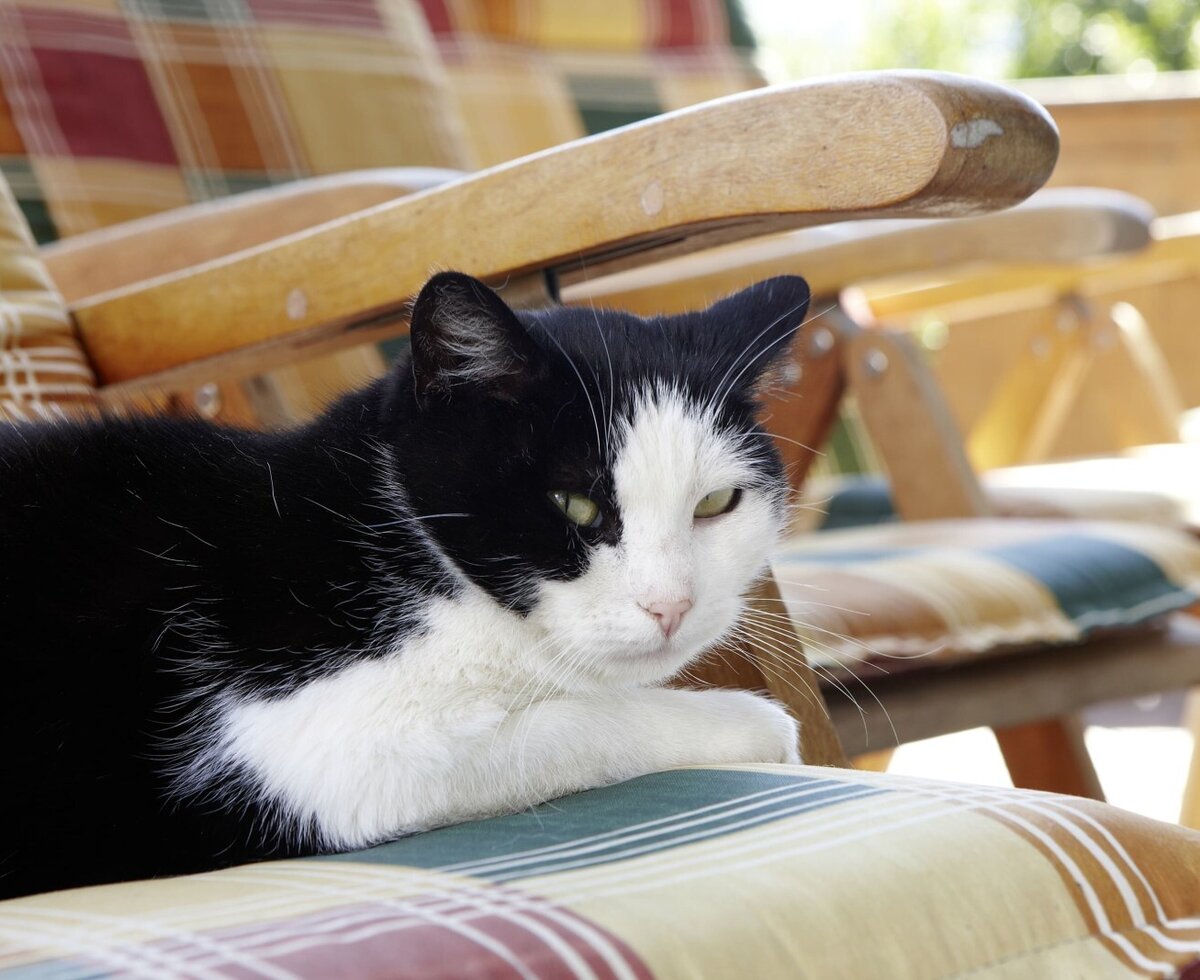 Cat enjoying