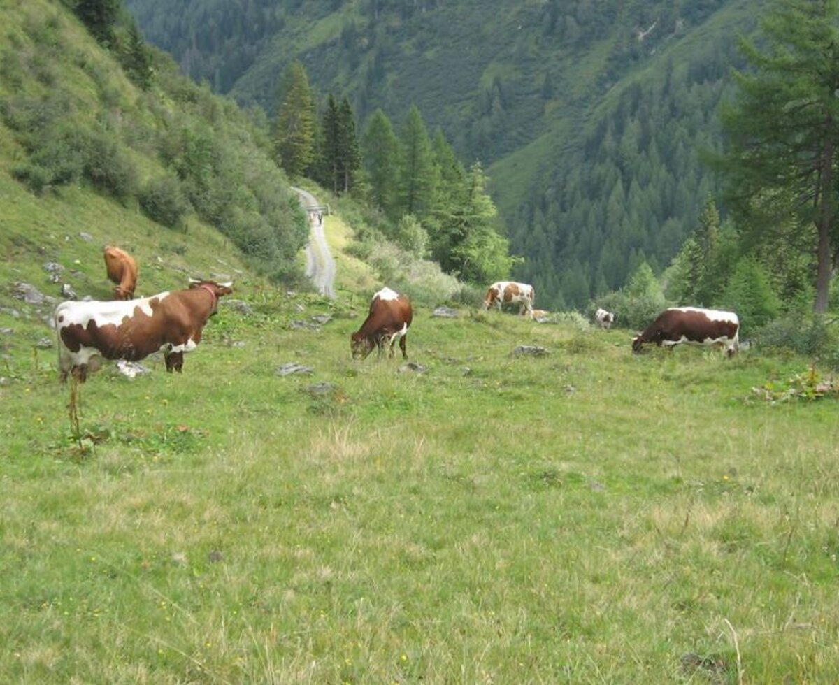 Cows on the alpine pasture