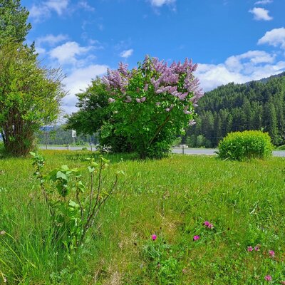 Grassy outdoor area with a flowering lilac bush and trees, set against a backdrop of a road and a forested mountain near the Farm House.