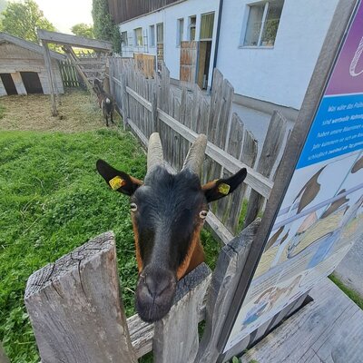 A goat peering over a wooden fence at the Farm House.