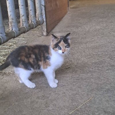 A calico kitten on the grounds of the Farm House.