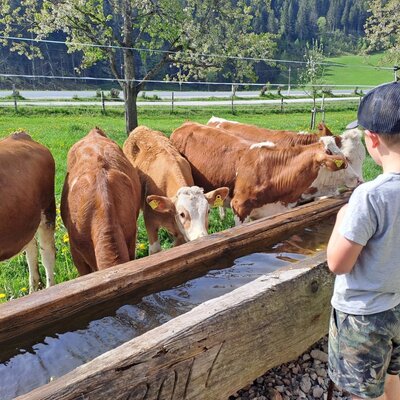 A child observes cows at the water trough at the farmhouse.