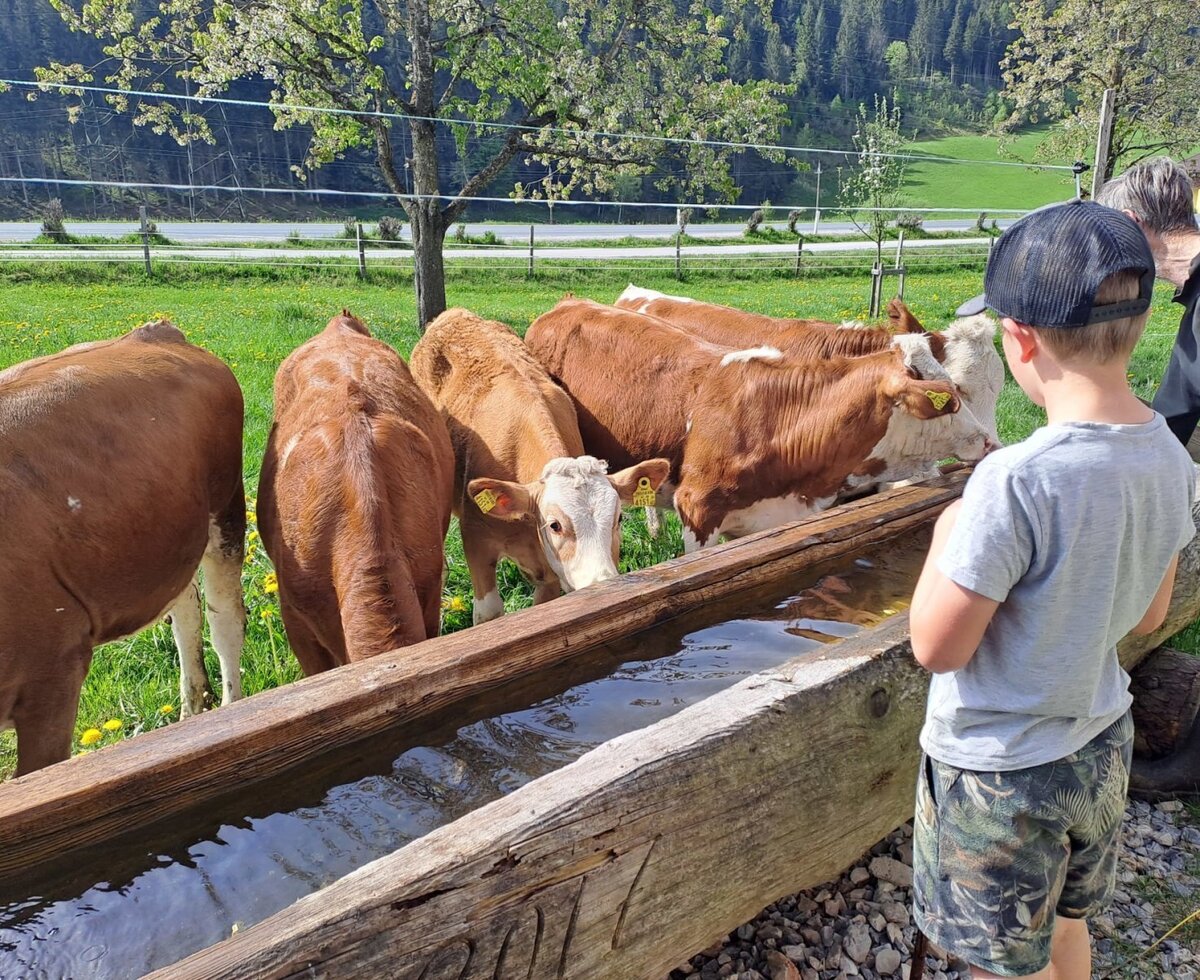A child observes cows at the water trough at the farmhouse.