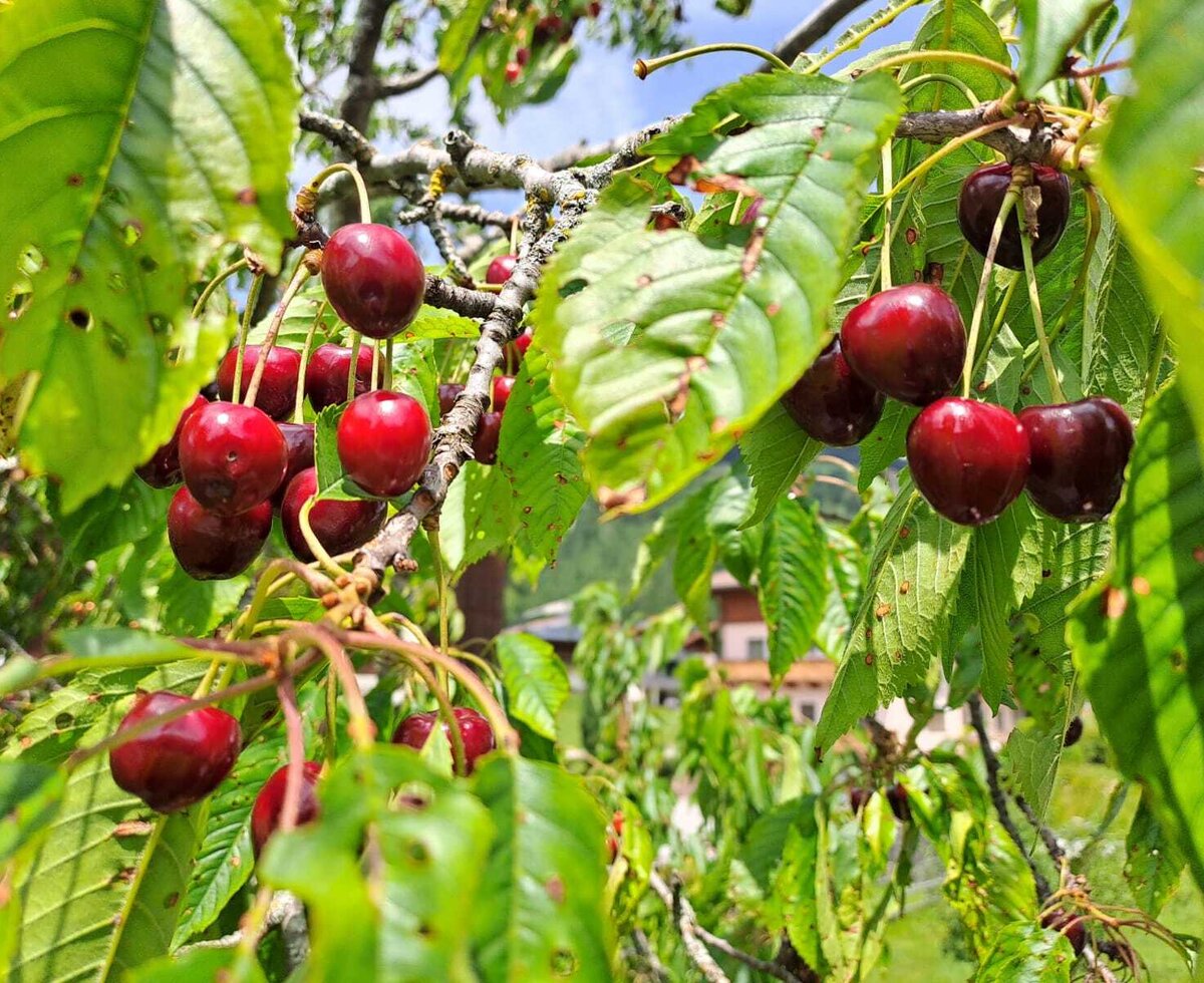 A cherry tree at the farmhouse with ripe, red cherries.