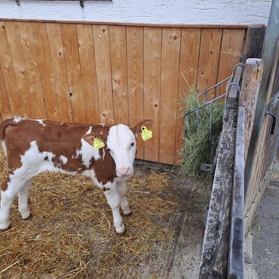 A calf in the farmhouse stable, with hay on the ground and a hay rack.