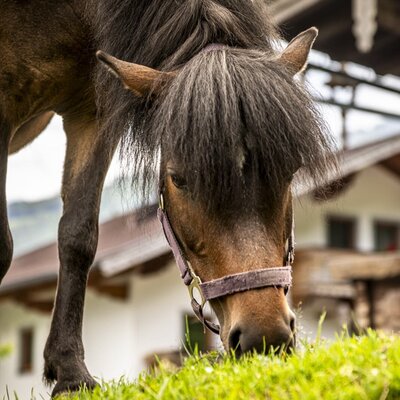 A friendly pony grazing on the lush green grass in front of the cozy apartments.