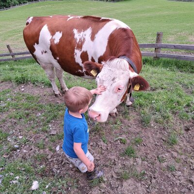 A child petting a cow at the Farm House, where guests can interact with farm animals.
