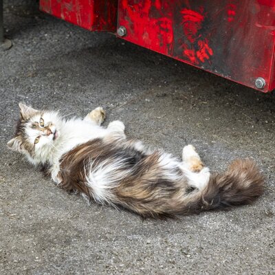 our cat