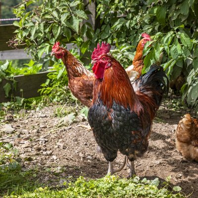 our rooster