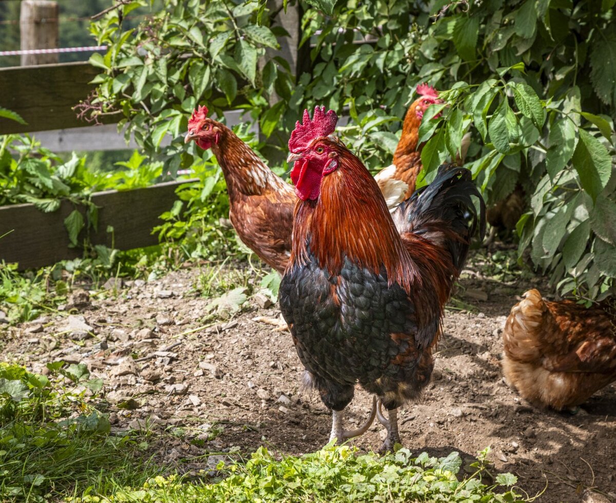 our rooster