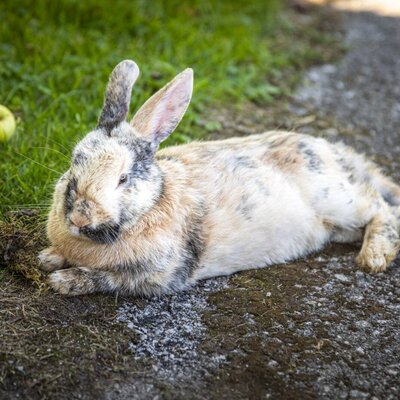 A fluffy rabbit relaxing on the scenic grounds of the apartment property.