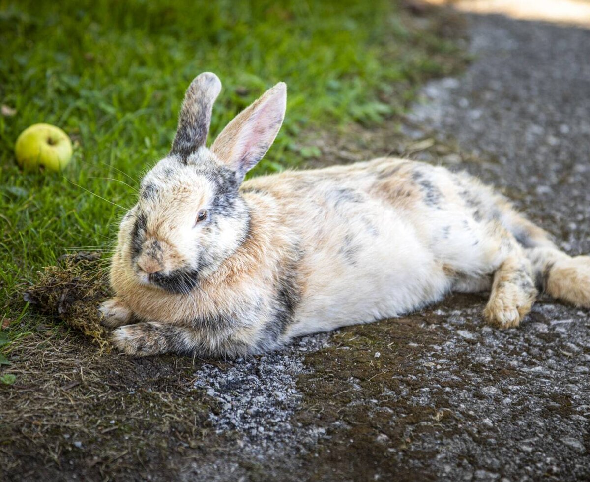 A fluffy rabbit relaxing on the scenic grounds of the apartment property.