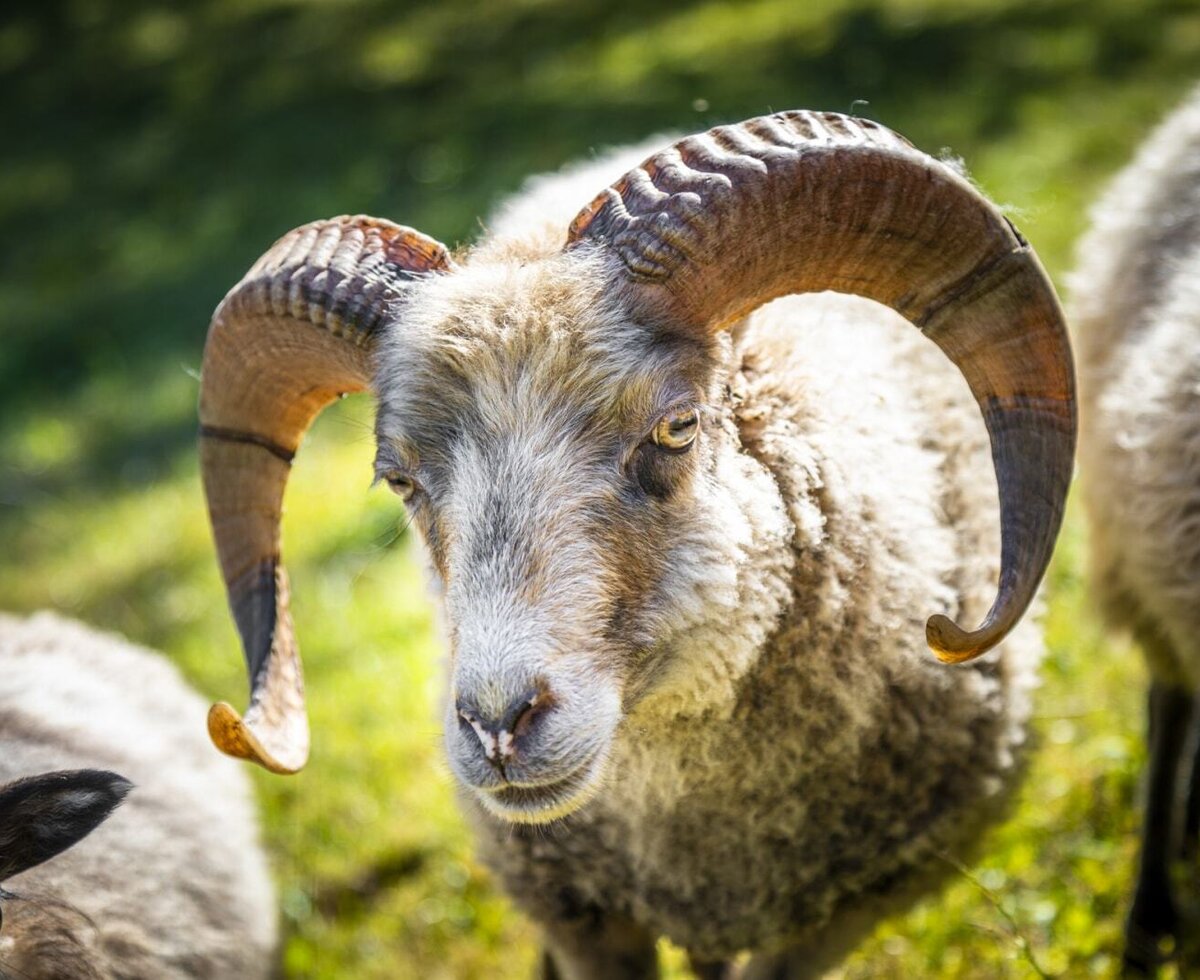 A sheep with large, curved horns, representative of the farm animals at the Farm House.
