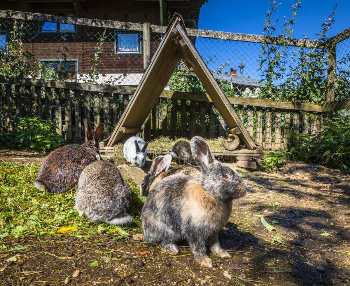 Several rabbits in an outdoor enclosure on the grounds of the Farm House.