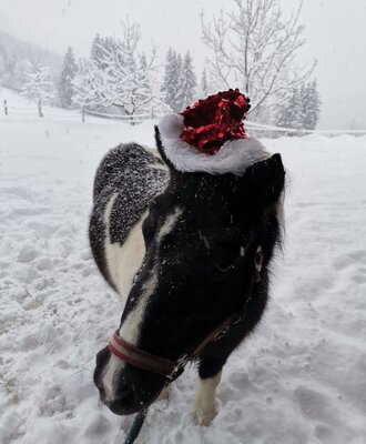 A black and white horse wearing a Santa hat in the snow at the farmhouse.