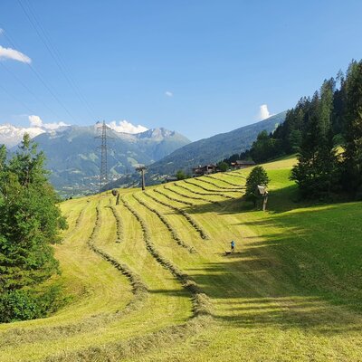 hay harvest  on the Waldhof