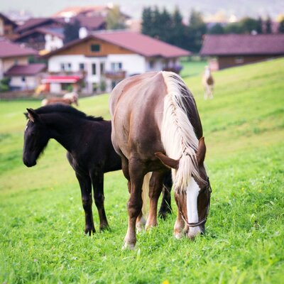 Adult horse and foal grazing in a green pasture at the farmhouse.
