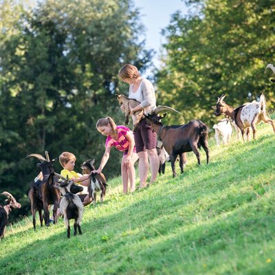 Farmhouse guests interact with the property's goats on a grassy hill.