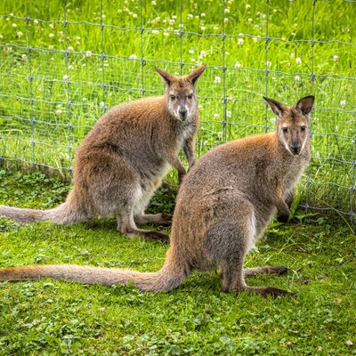 Two curious kangaroos on the lush green grass near the apartment.