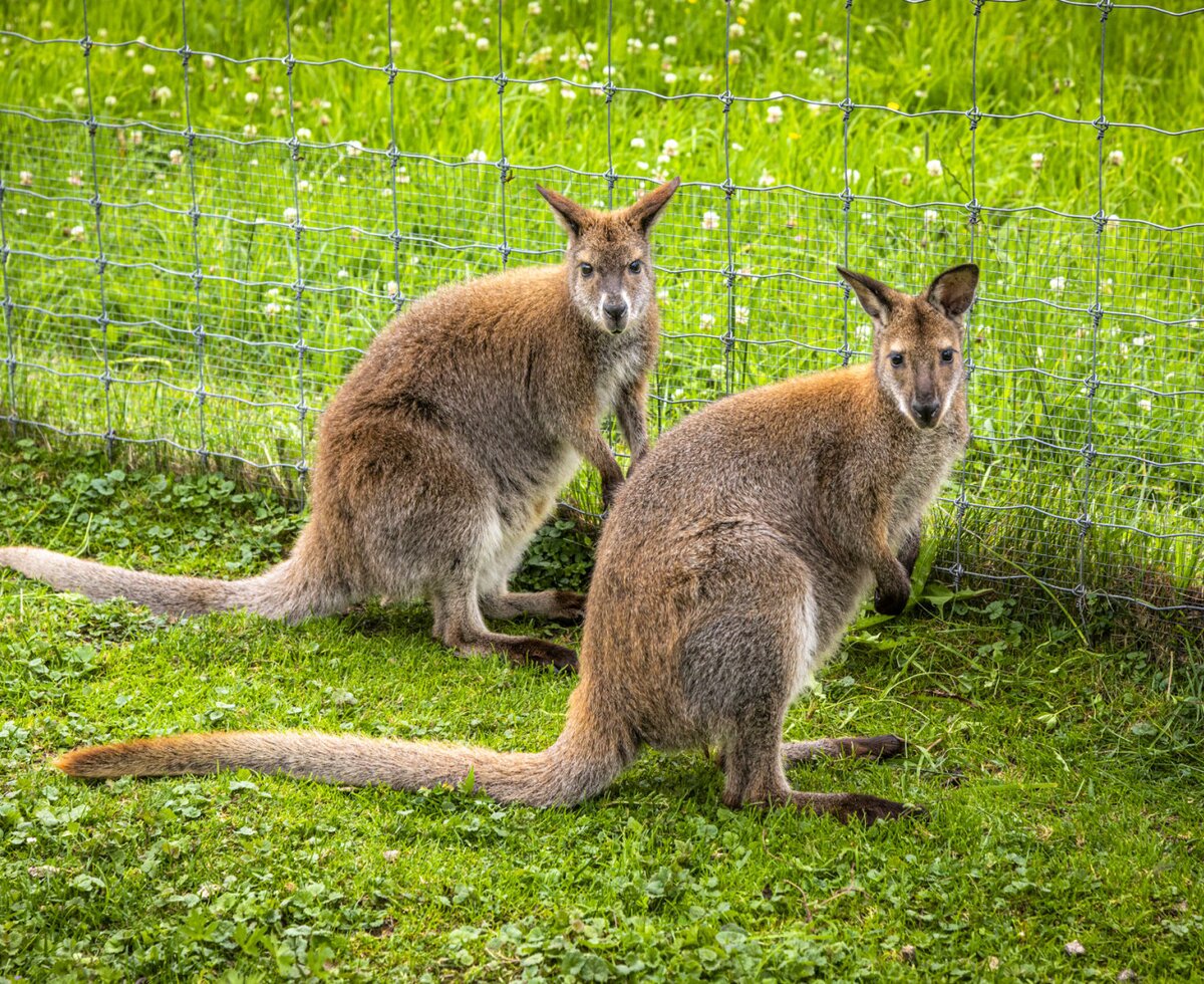 Two curious kangaroos on the lush green grass near the apartment.