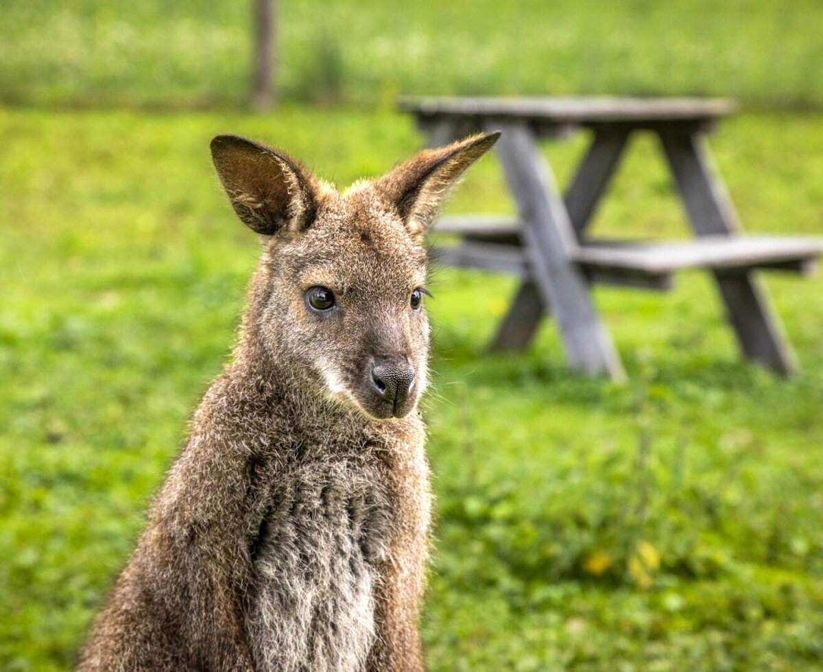 A curious wallaby on the green lawn in the outdoor area of the apartment.