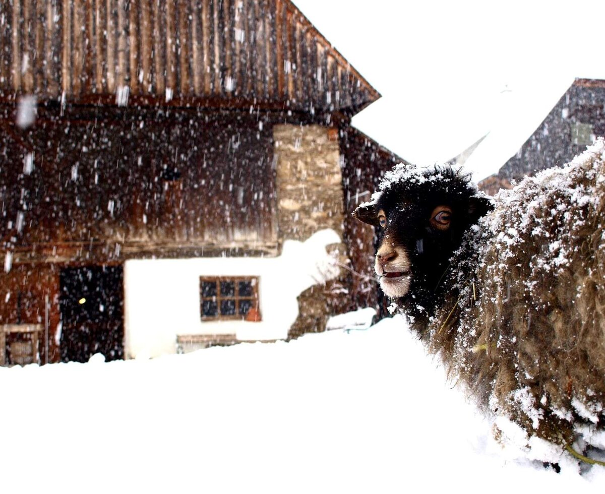 A black-faced sheep stands in the snow with the farm house building visible in the background.