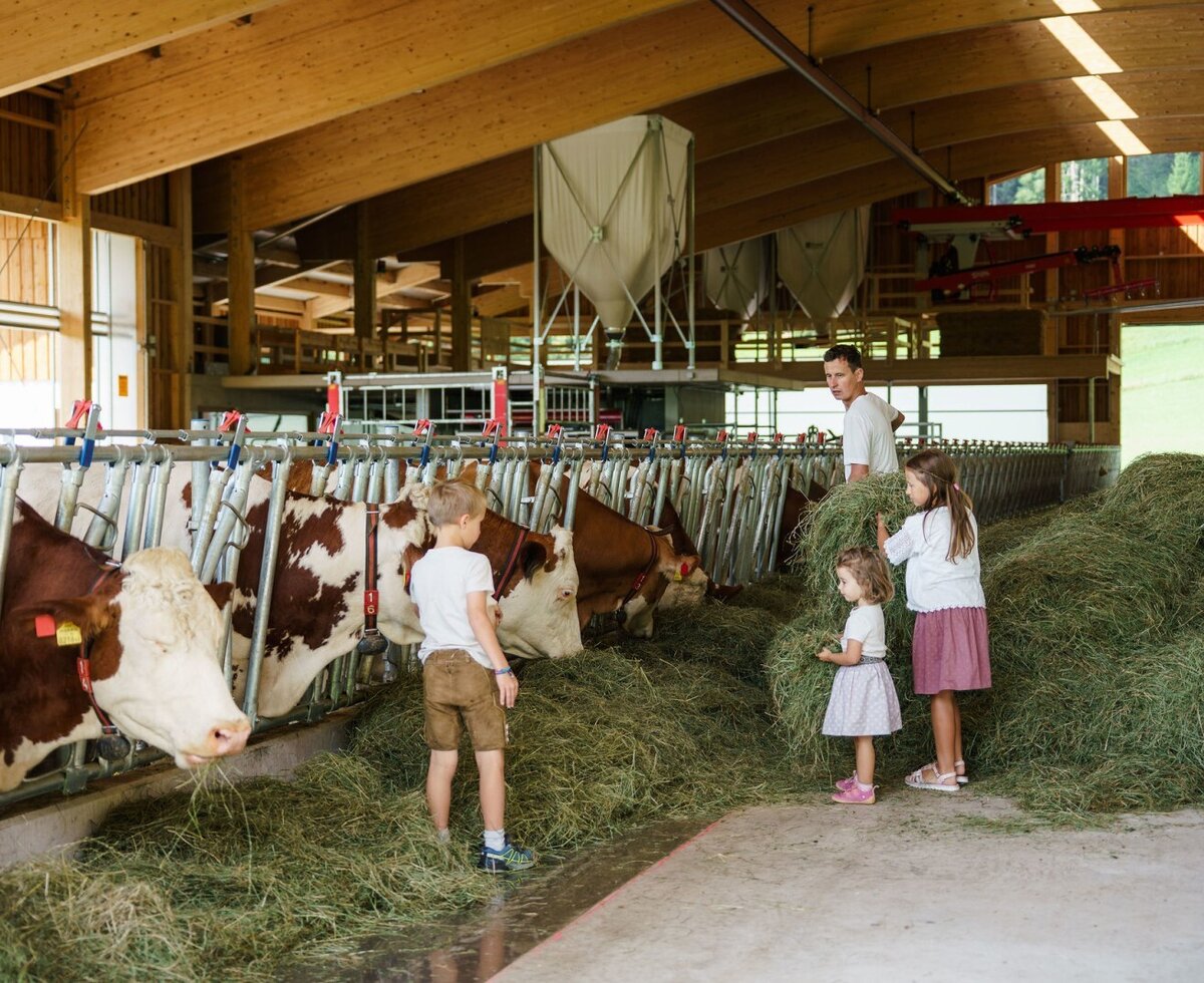 The children and farmer Matthias are feeding cows in the barn at the Almchalet.
