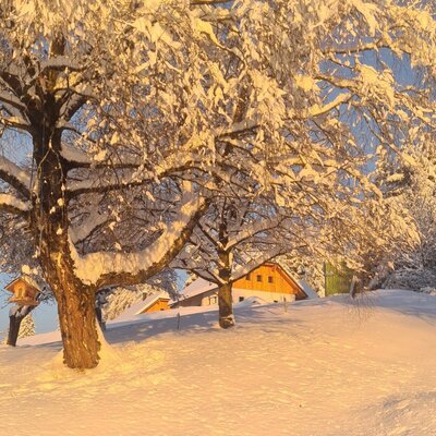 The farmhouse exterior in a winter landscape, featuring snow-covered trees illuminated by golden sunlight and a bird feeder.