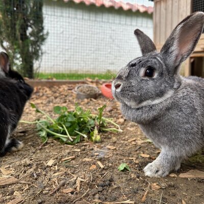 Two rabbits, one grey and one black, eating greens on the farmhouse.