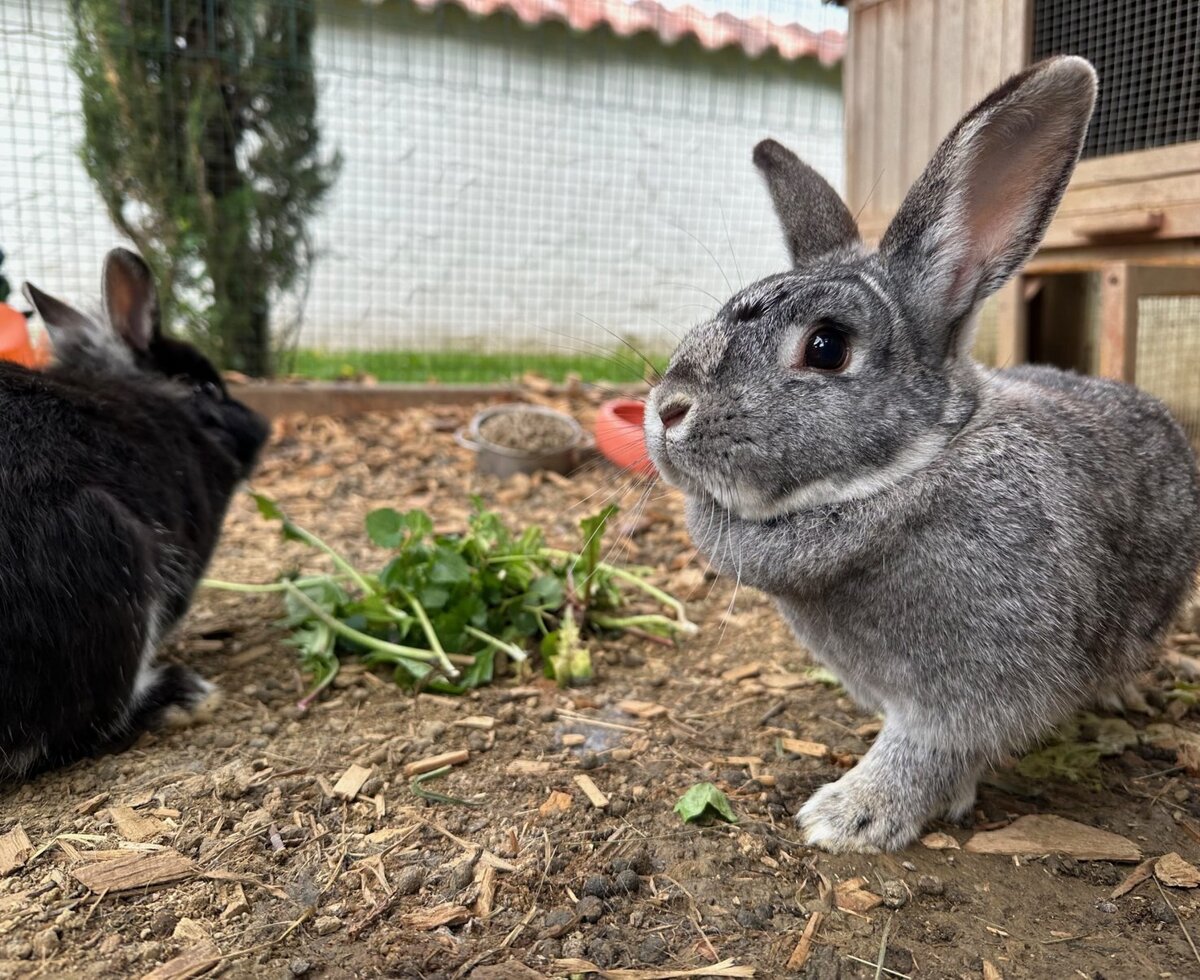 Two rabbits, one grey and one black, eating greens on the farmhouse.